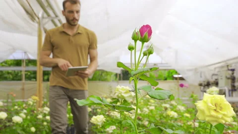 Planter Or Farmer Is Using A Tablet To Monitor The Growth Of Rose Flowers. Stock Footage 212596833