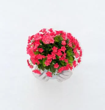 Planter wall Foto stock