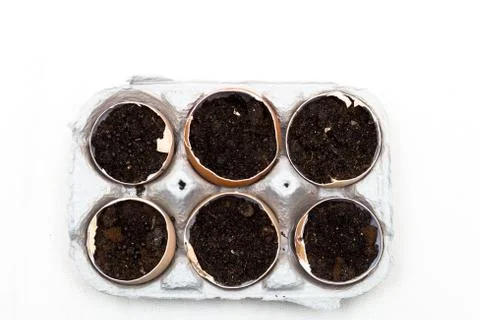 Planters from eggs shells Stock Photos