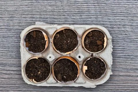 Planters from eggs shells Stock Photos
