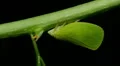 Planthopper (Acanalonia conica) 2 HD Footage