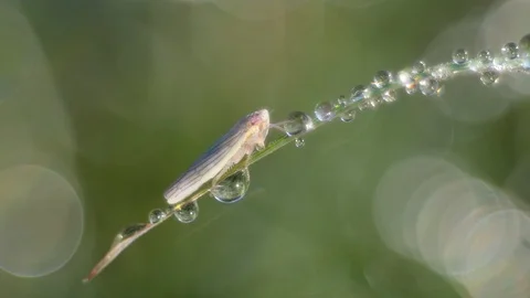 Planthopper and dew droplets. Stock Footage 99026129