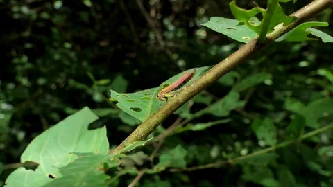 Planthopper on branch Stock Footage 79029609