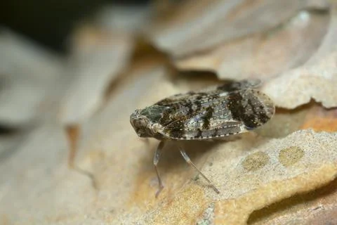 Planthopper, Cixius on pine wood Stock Photos