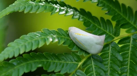 Planthopper on fern Stock Footage 58090999