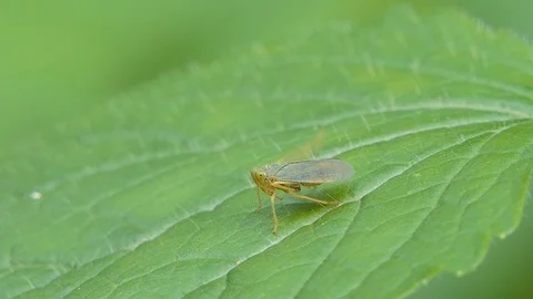 Planthopper on green leaf. Stock Footage 119428014