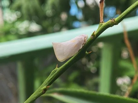 Planthopper Insect Resting on Green Stem Macro Photography Stock Photos