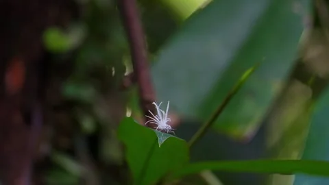 Planthopper nymph in Borneo Stock Footage 318673836