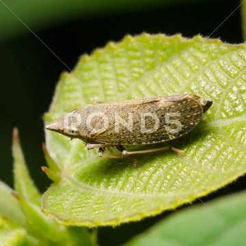 Planthopper Stock Photos
