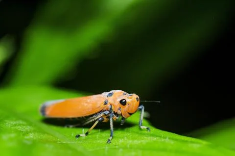 Planthopper Stock Photos