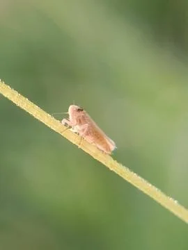 Planthopper Stock Photos