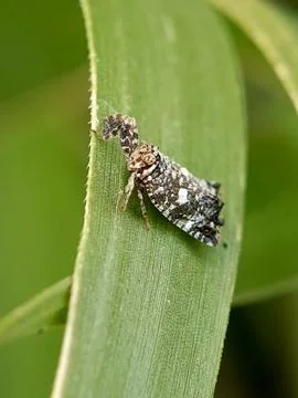 Planthopper Stock Photos