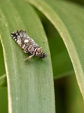 Planthopper Stock Photos