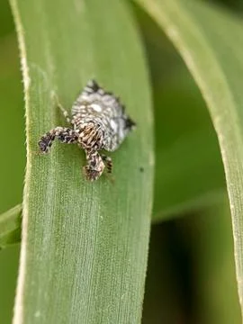 Planthopper Stock Photos
