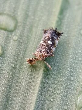 Planthopper Stock Photos