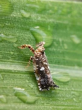 Planthopper Stock Photos
