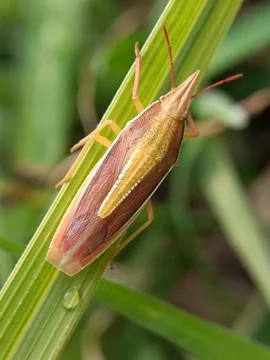Planthopper Stock Photos