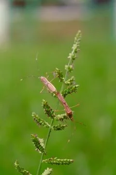 Planthoppers Foto stock