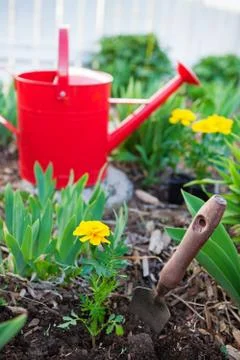 Planting annuals Stock Photos