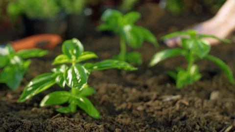 Planting Basil in Garden Stock Footage 94123022