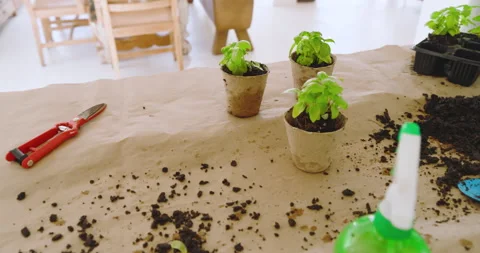 Planting basil seedlings in biodegradable pots on table, nurturing home garden Stock-Footage 310484241