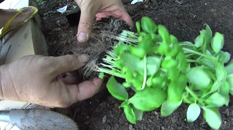 Planting Basil Seedlings 스톡 동영상 36804739