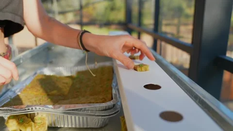 Planting basil seedlings sprouted in rockwool cubes. Stock Footage 253298628