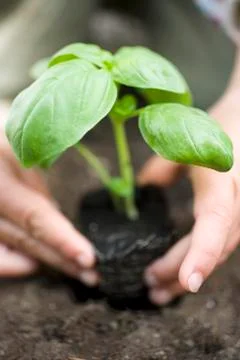 Planting basil in soil Stock Photos