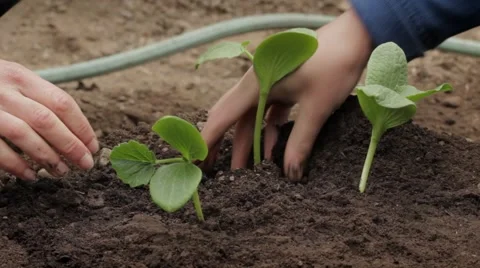 Planting bean seedlings Stock Footage 59121166