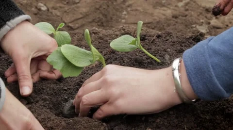 Planting bean seedlings Stock Footage 59122931