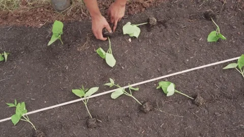 Planting beans on small farm Stock Footage 313601837