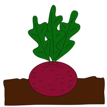 Planting beet. Stock Illustration