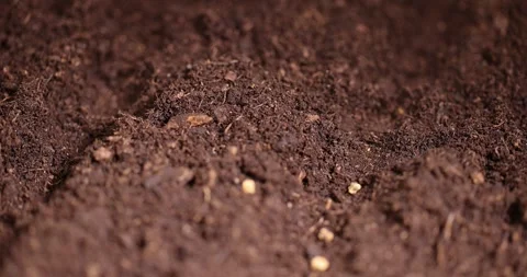 Planting beet seeds in soil, a plot of land mixed with peat in which red beet 스톡 동영상 310793795
