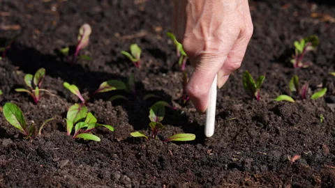 Planting beetroot seedling in vegetable garden, transplanting seedling Stock Footage 329231863