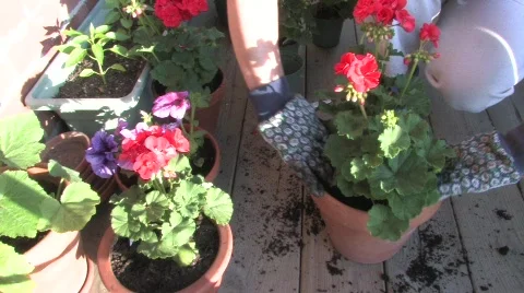 Planting Begonias on the Deck 스톡 동영상 653166