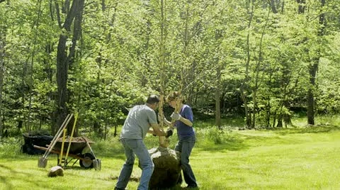Planting birch tree 3 Stock Footage 11018089
