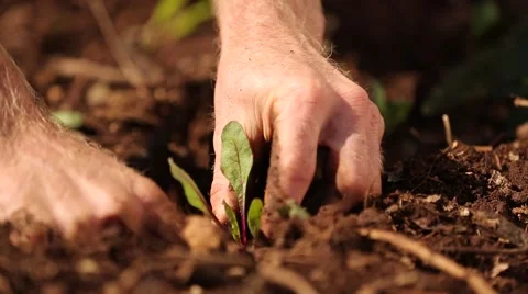 Planting a bud Stock Footage 47783744