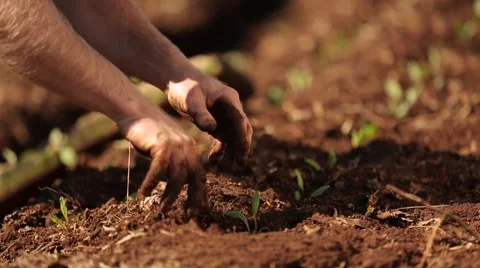 Planting a bud Stock Footage 47783841