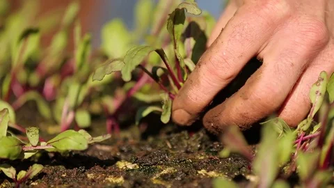 Planting a bud Stock Footage 81837236