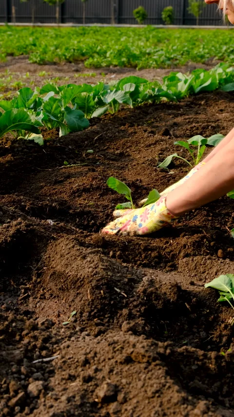Planting cabbage in the garden. Selective focus. Stock Footage 315206002