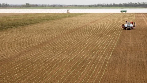 Planting Cabbage Seedling Stockbeeldmateriaal 89905938