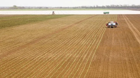 Planting Cabbage Seedling Stockbeeldmateriaal 89905946