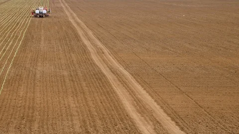 Planting Cabbage Seedling Stockbeeldmateriaal 89905954