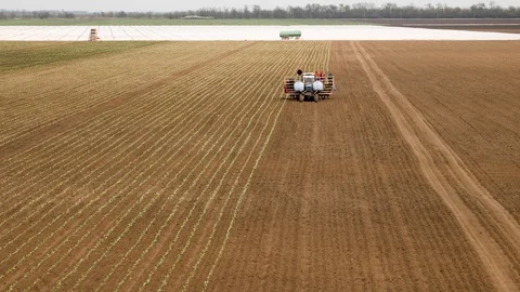 Planting Cabbage Seedling Stockbeeldmateriaal 89905957