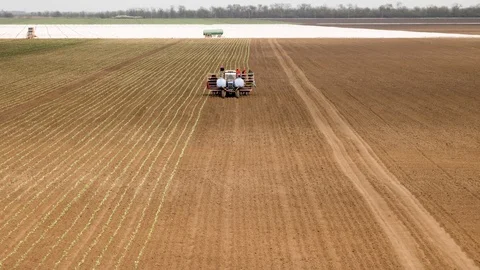 Planting Cabbage Seedling Stockbeeldmateriaal 89905974