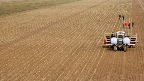 Planting Cabbage Seedling Stockbeeldmateriaal 89905984