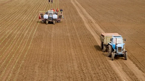 Planting Cabbage Seedling Stockbeeldmateriaal 89905987