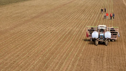 Planting Cabbage Seedling Stockbeeldmateriaal 89905991