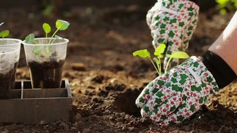 Planting cabbage seedlings Stock Footage 131209082