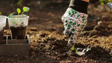 Planting cabbage seedlings Stock Footage 133270652